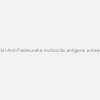 Rabbit Anti-Pasteurella multocida antigens antiserum